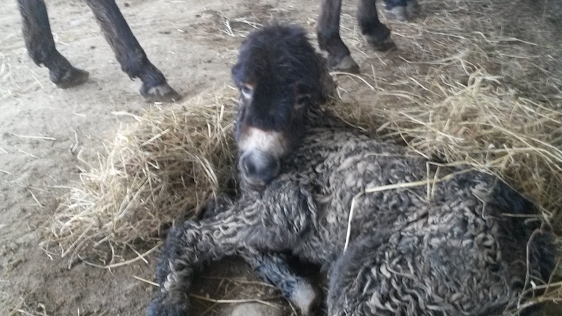 Un puledro a Cascina Cappuccina